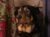 DogsBreakfast (45)